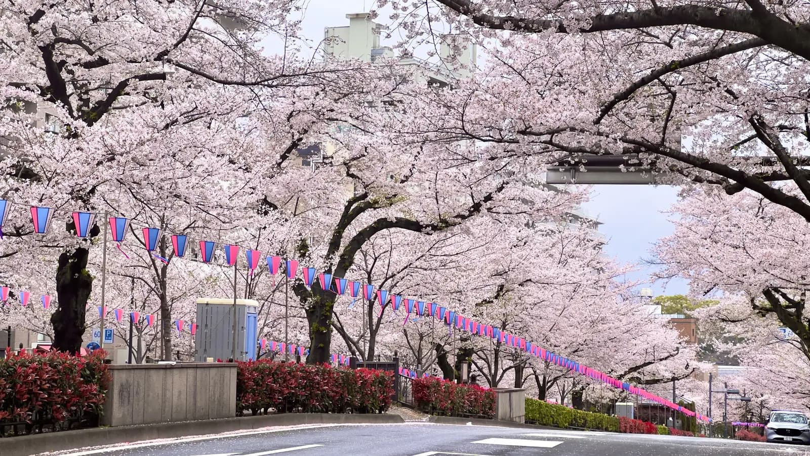 桜が咲く文京区の街並み