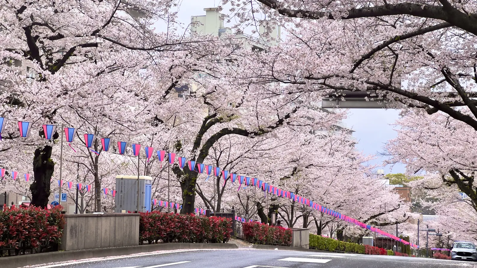 東京文京區・播磨坂的櫻花並木